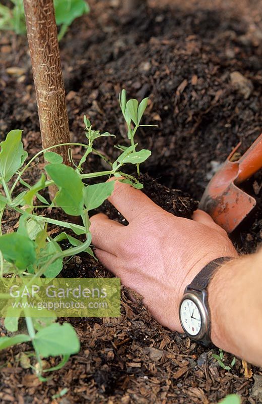 Planting Lathyrus odoratus - Sweet pea plants next to hazel support