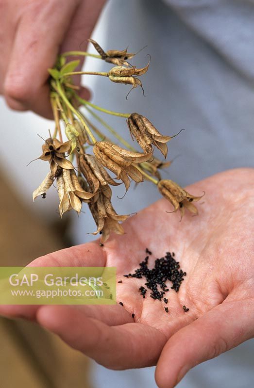 Aquilegia seed collecting