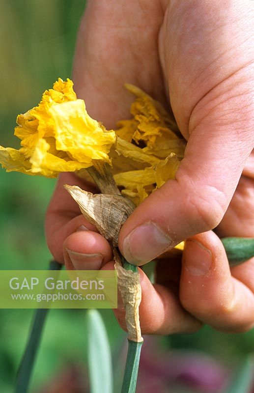 Removing spent flowers from Narcissus - Daffodils