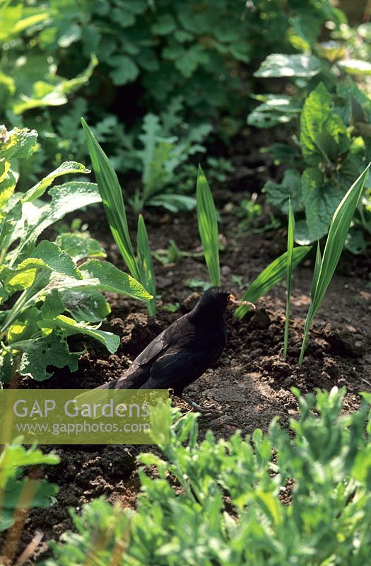 Blackbird collecting worms after planting Crocosmia