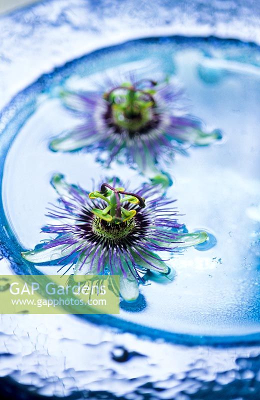 Passiflora caerulea flowers floating in glass dish
