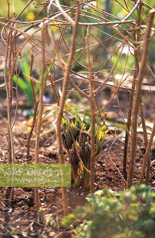 Herbaceous Paeonia - Peony shoots emerging with twiggy sticks pushed in around clump for later support