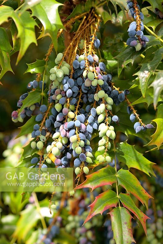 Berries of Mahonia 'Winter Sun' ripening in April - Good late feed of berries for the blackbirds!