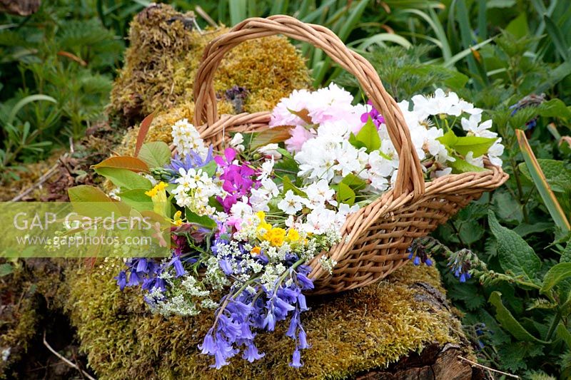 Basket of spring flowers on a mossy log including Endymion non-scriptus, Silene dioica, Prunus, Lunularia annua, Primula veris and Anthriscus sylvestris