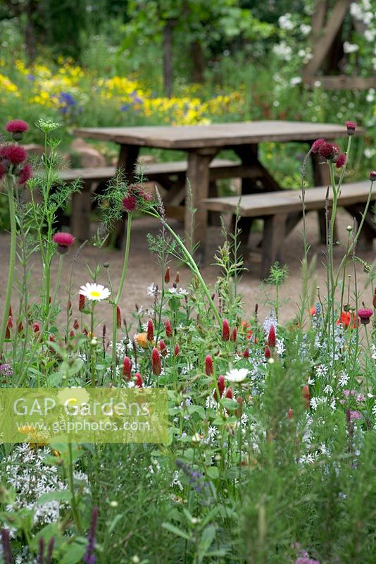 Cirsium rivulare 'Atropurpureum' and Trifolium incarnata - The Fetzer Sustainable Winery Garden - Chelsea 2007 