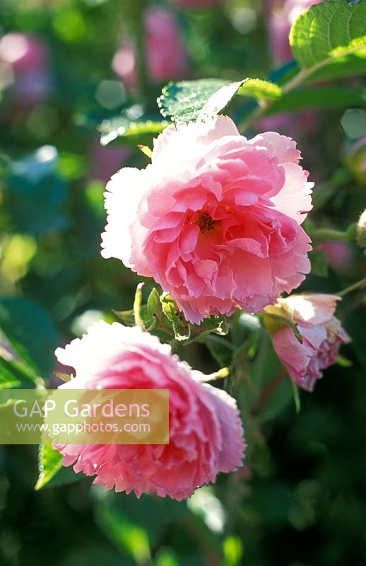 Rosa 'Pink Grootendorst' - Hybrid rugosa rose