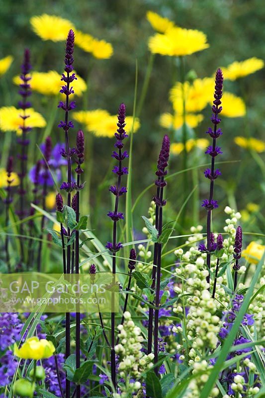 Plant Combination with Salvia from Saville's Garden, Chelsea 2007