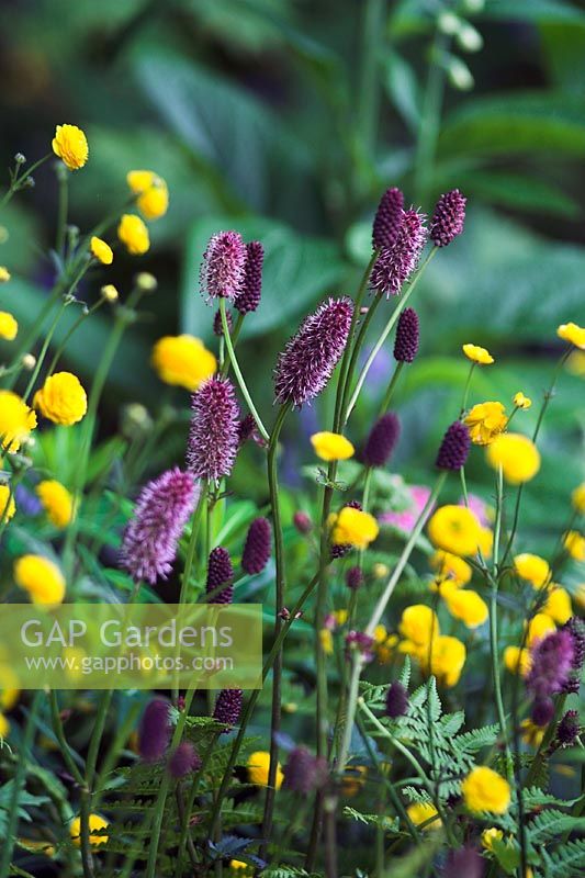 Plant combination of Sanguisorba and Ranunculus aconitifolium 'Flore Pleno' - The Chris Beardshaw Garden, Chelsea 2007 