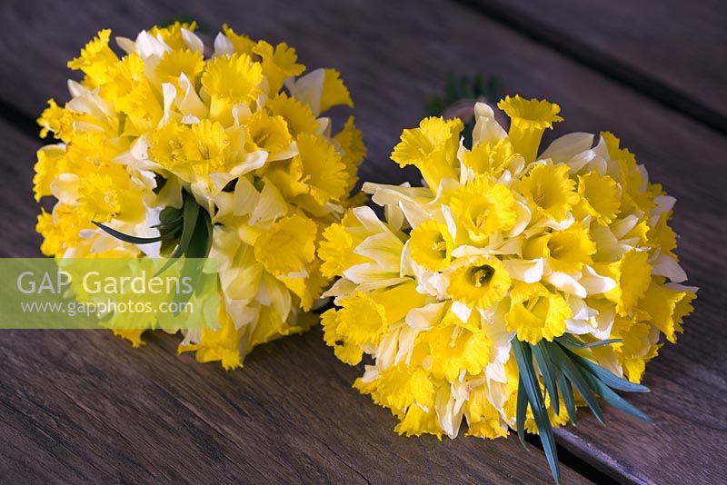 Narcissus minor - Wild daffodils found growing throughout Europe - Natural bouquets lying on table