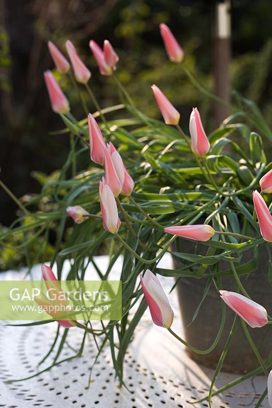 Tulipa clusiana 'Lady Jane' grown in glavanised container and placed on old french cafe table - petals closed