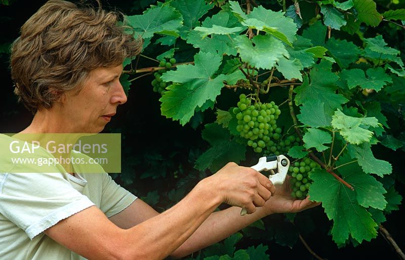 Lady cutting grape bunches from vine, Vitis 'Muller Thurgau', September 
