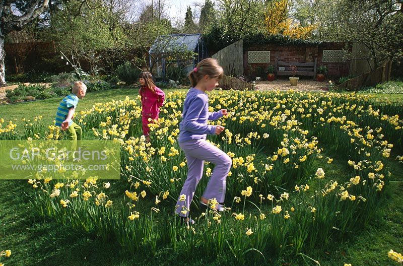 Children playing in the daffodil maze in grass made with Narcissus 'Yellow Cheerfulness'