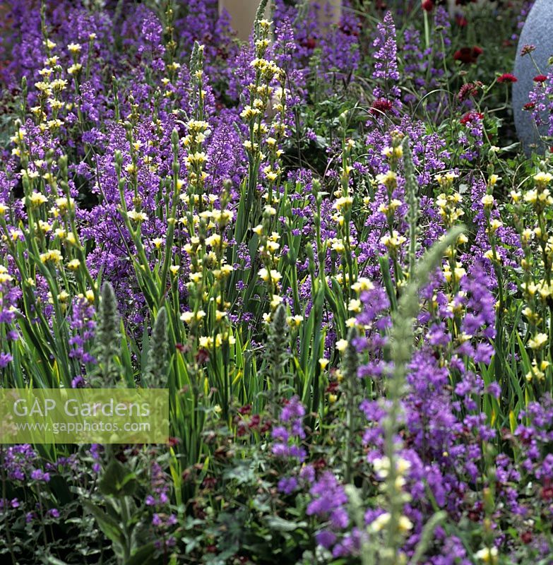 Sisyrinchium planted with Nepeta 'Walkers Low' - Blue and yellow colour themed planting - Chelsea


