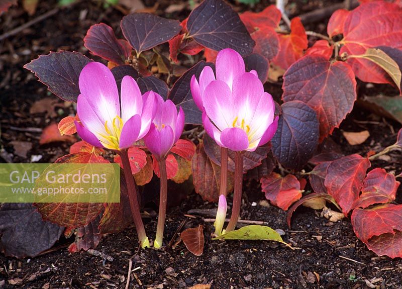 Colchicum 'Dick Trotter' against the low lying branches of Fothergilla