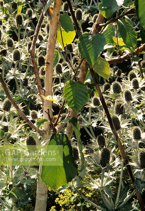 Betula utilis var. jacquemontii underplanted with Eryngium 

 
