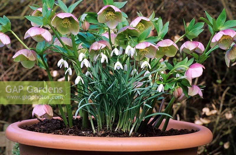 Galanthus in container infront of Helleborus orientalis hybrids 