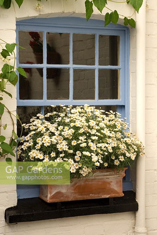 Argyranthemum frutescens - Marguerite Daisy. Perennial, July. Portrait of white daisies in a window box.