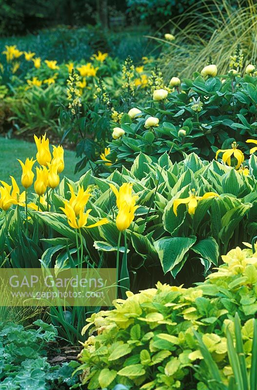 Melissa officinalis 'Aurea', Tulipa 'West Point', Hosta 'Spinners' - The Yellow Border at Glen Chantry