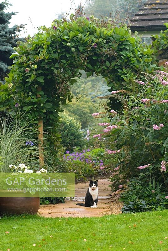 View along paved pathway through Wooden arch covered with Cobaea scandens, Buddleja and Miscanthus sinensis 'Morning Light' planted nearby, white flowered Pelargonium in a container