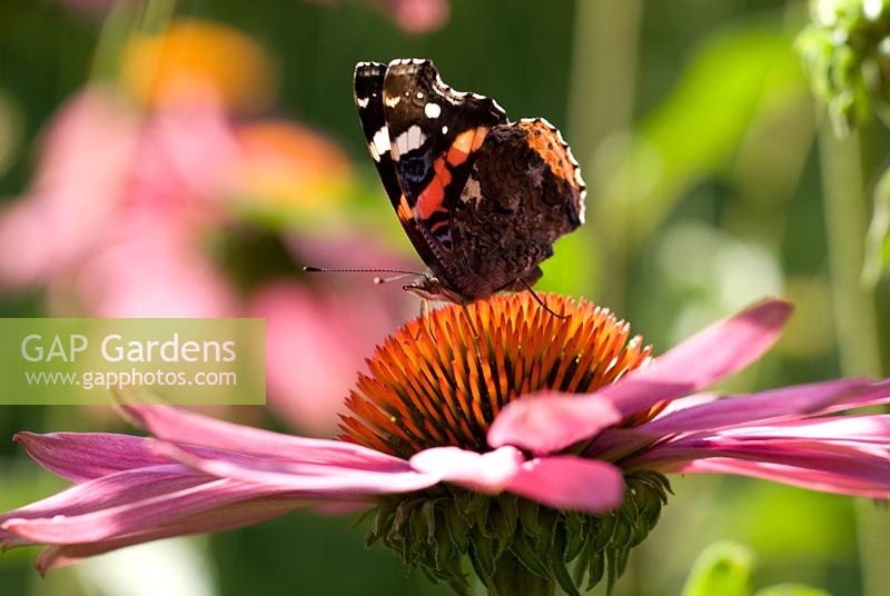 Red Admiral butterfly on Echinacea purpurea