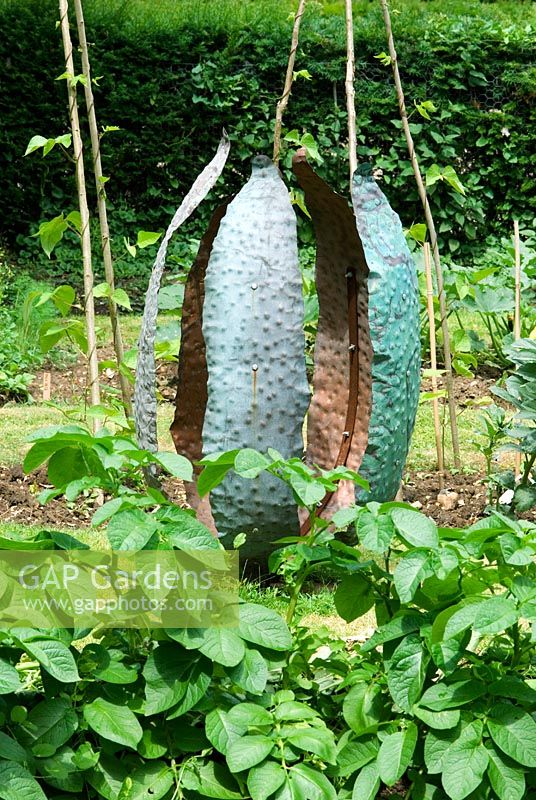 Copper seed pod in organic vegetable garden by Carrie Norman with Potato plants in the foreground