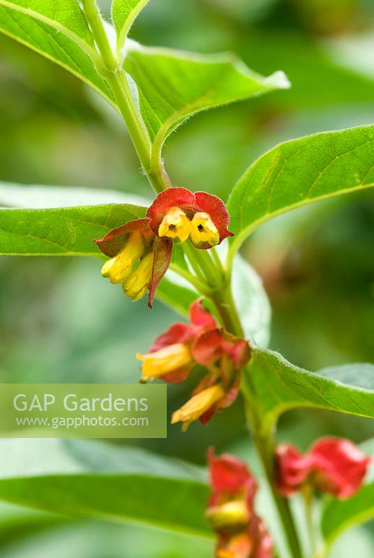 Lonicera involucrata - Twinberry shrub