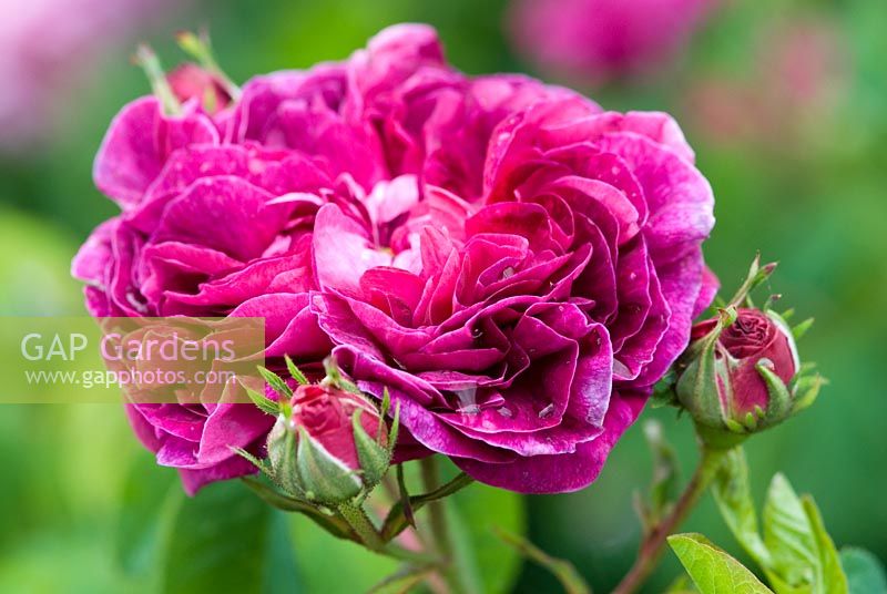 Rosa 'Charles de Mills' a Gallica Rose