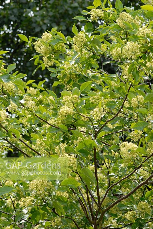 Ptelea trifoliata - Hop tree with aromatic bark and scented leaves