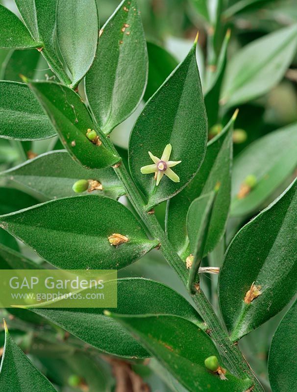 Ruscus aculeatus - Butchers broom - 
Closeup of flower on flattened cladode,  flattened stem that acts as a leaf

