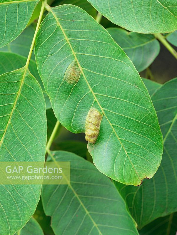 Juglans - Walnut leaf blister mite - Eriophyes erineus. Galls on Walnut 

