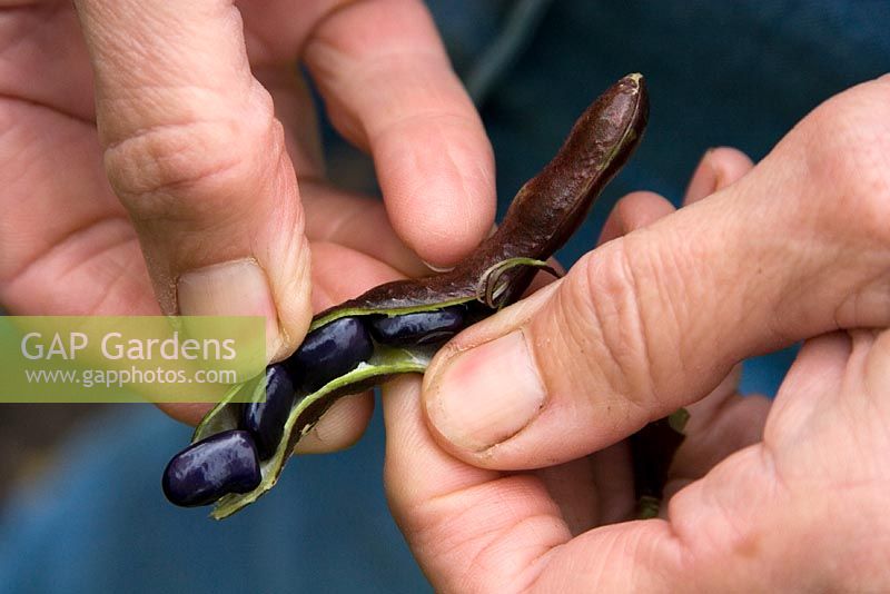 Climbing French Bean 'Cherokee Trail of Tears' - Beans and Herbs Nursery Wiltshire