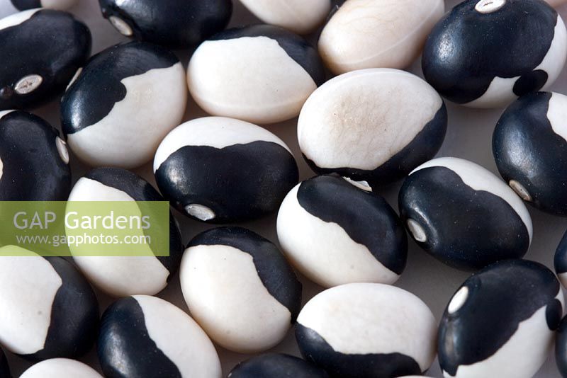 'Ying Yang' organic beans from the Bean and Herb Nursery, Wiltshire