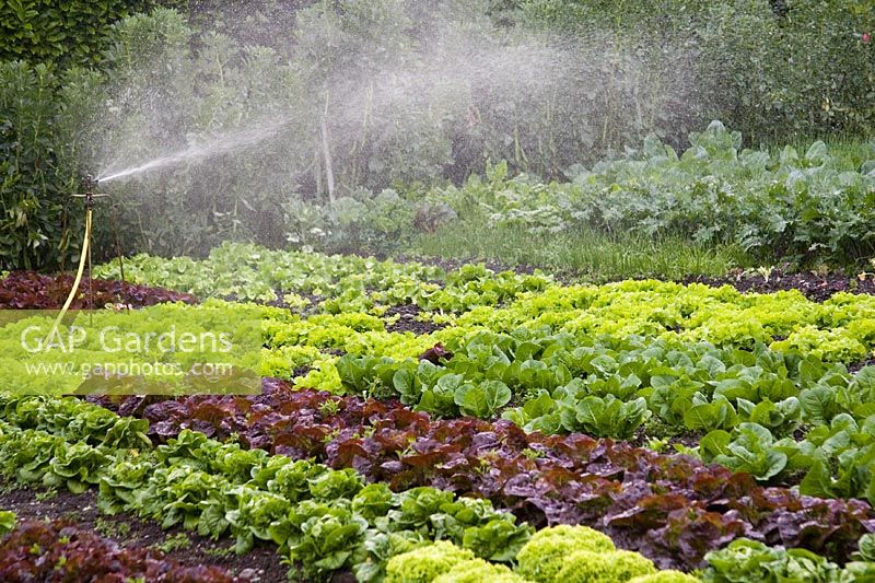 Watering lettuces with a spray at the Dominican Farm, County Wicklow