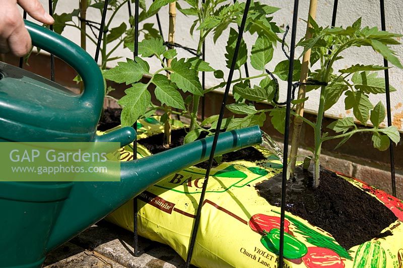 Watering tomatoes in grow bag
