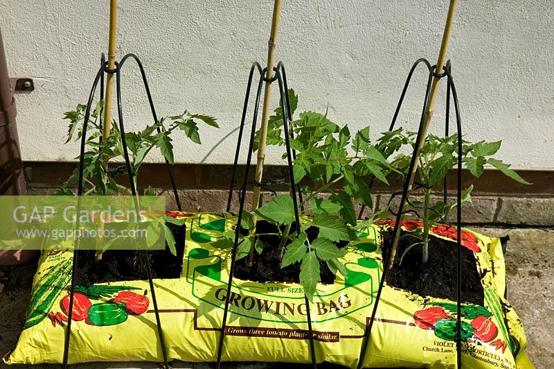 Tomatoes growing in grow bag
