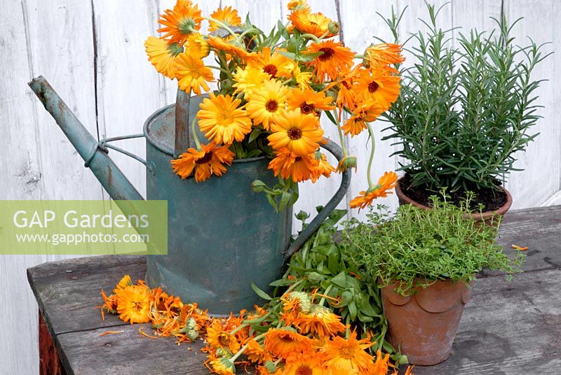Painted galvanised watering can with Calendula Officinalis, pot of Thymus 'Bertram Anderson' and Rosmarinus Officianalis on wooden table
