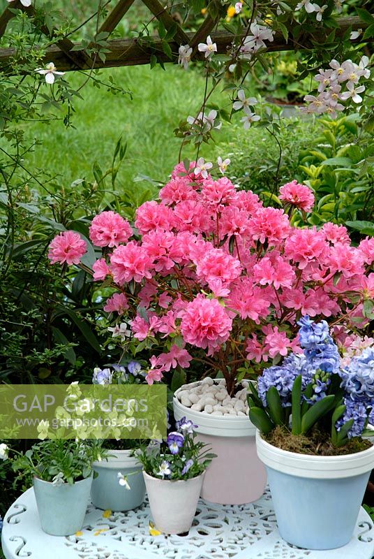 Painted pots on cast iron garden table with Azalea japonica 'Madame Van Hecke', Hyacinthus 'Orientalis Delft Blue', Viola 'Magnifico' and Clematis montana 'Rubens' on trellis 