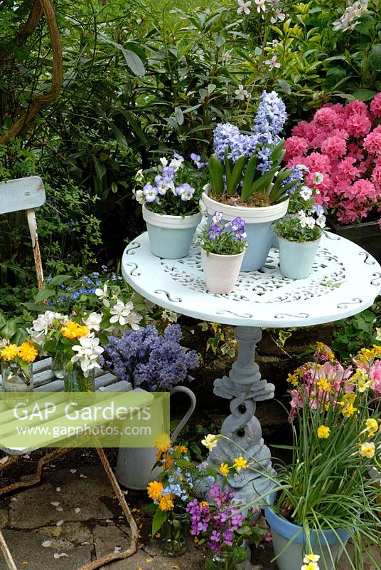 Spring Patio with painted pots of Hyacinths and Viola 'Magnifico' on cast iron table. Jars of Kerria japonica, Lunaria annua and Malus apple blossom on slatted chair and ground. Blue enamel jug of Scilla and pot of Narcissus. Azalea in background 