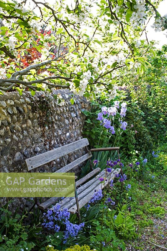 Old garden bench in front of knapped flint wall. Self-seeded spring flowers growing through gravel path.