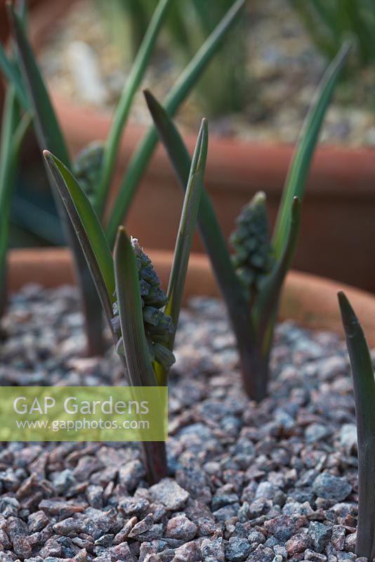 Horticultural fine grit or gravel used to cover young Muscari macrocarpum 'Golden Fragrance'