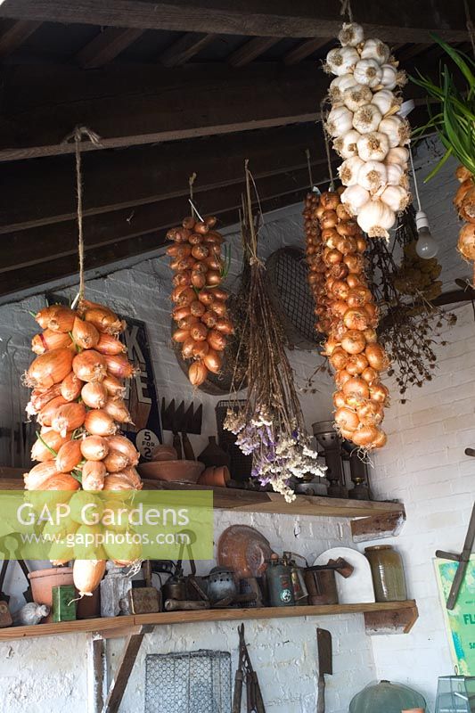 Onion, shallots, garlic strings hanging from ceiling timbers inside potting shed and display of old tools on shelves