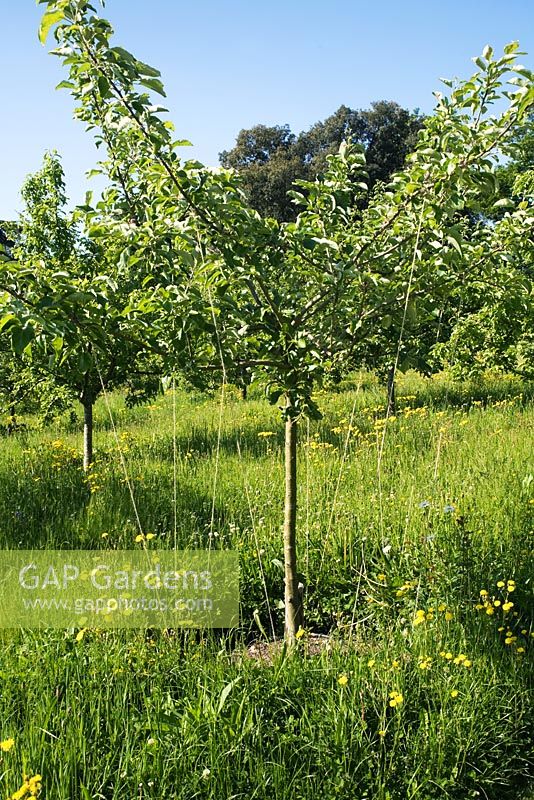 Young free-standing Malus - apple tree with string restraints to encourage rounded shape