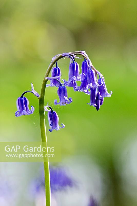 Hyacinthoides - Single bluebell against rich green background