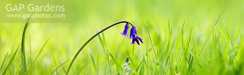 Hyacinthoides - Bluebell in the woodland grass panoramic