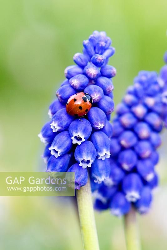 Ladybird on a Muscari - Grape Hyacinth