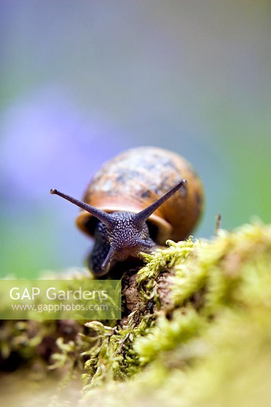 Snail on moss and wood in a bluebell wood 
