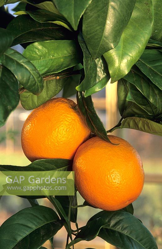 Citrus sinensis - Orange 