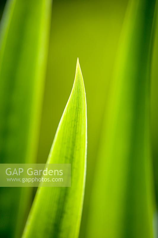 Green leaf structure 