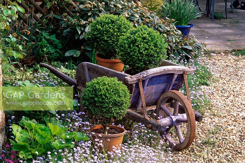 Buxus - Boxwood topiary in terracotta containers in vintage wooden wheelbarrow