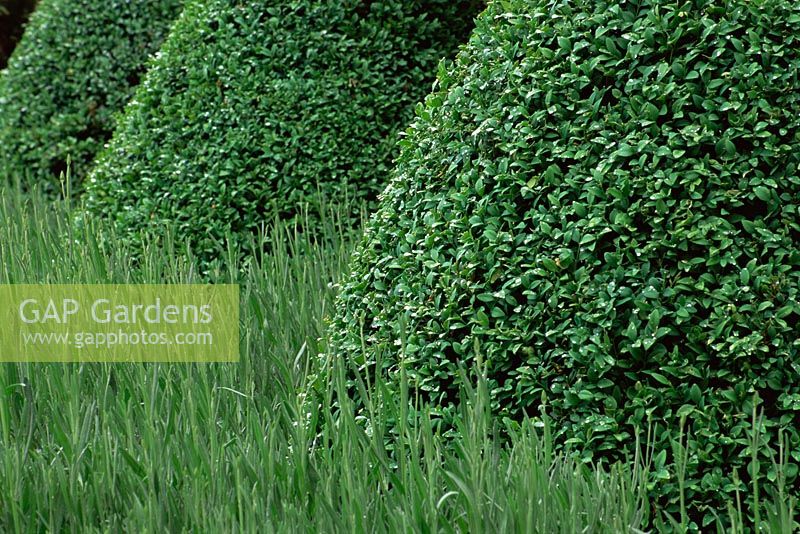 Buxus sempervirens topiary pyramids, under planted with Lavanula x intermedia 'Grappenhall' 